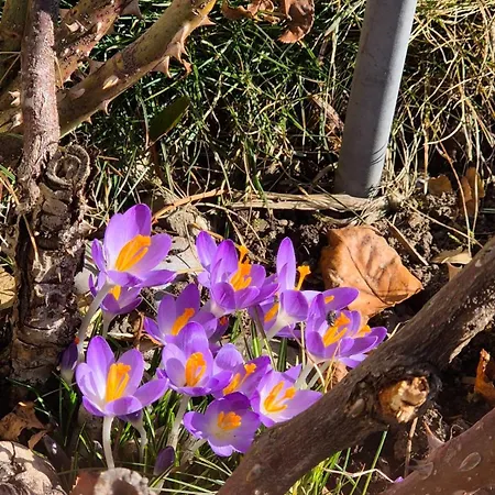 Inn Thaler Mittelberg